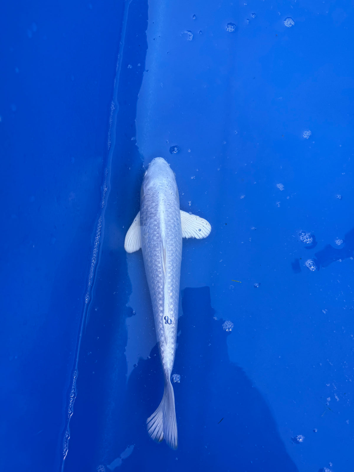 Platinum Ogon 14" - 2