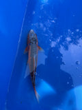 Shusui 13"