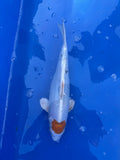 Tancho Hi Utsuri 16"