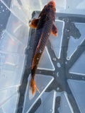 Matsuba 18"