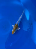 Lemon Hariwake 11"