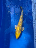 Yamabuki Yellow Ogon 16"