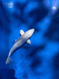 Platinum Ogon 12" - 1