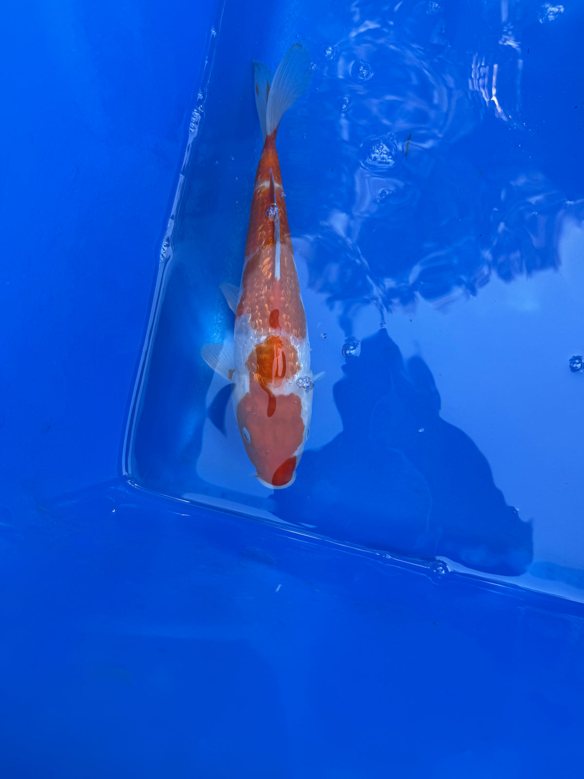 Ginrin Maruten Kohaku 12"